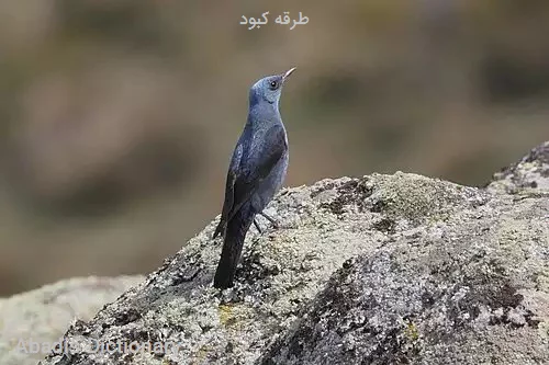 طرقه کبود